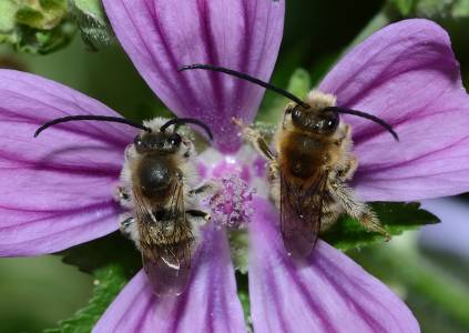 abeilles sauvages 