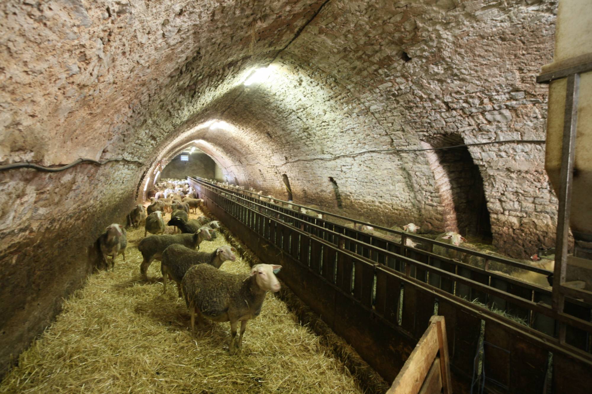élevage de brebis en zone Roquefort