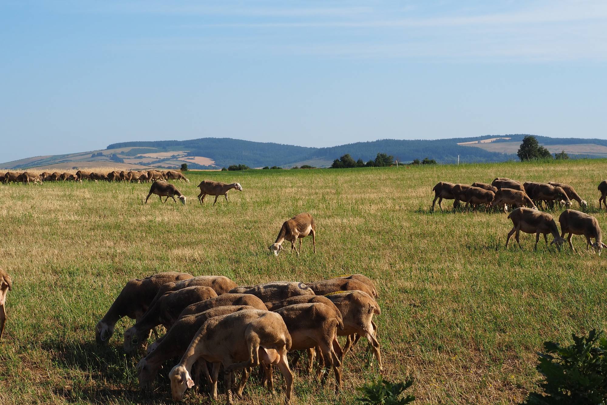 Brebis dans le Parc Naturel Régional des Grands Causses