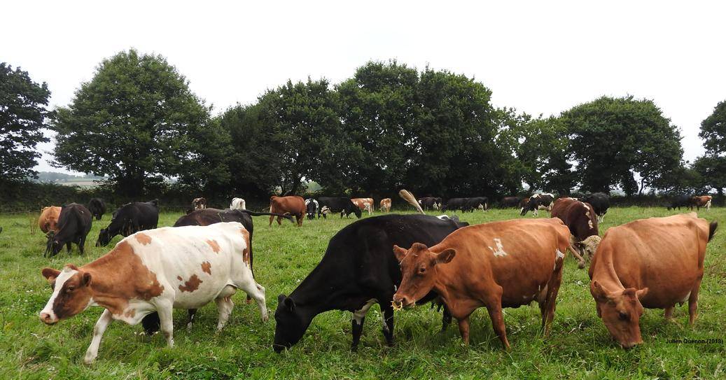 Troupeau de vaches issues de croisement de races