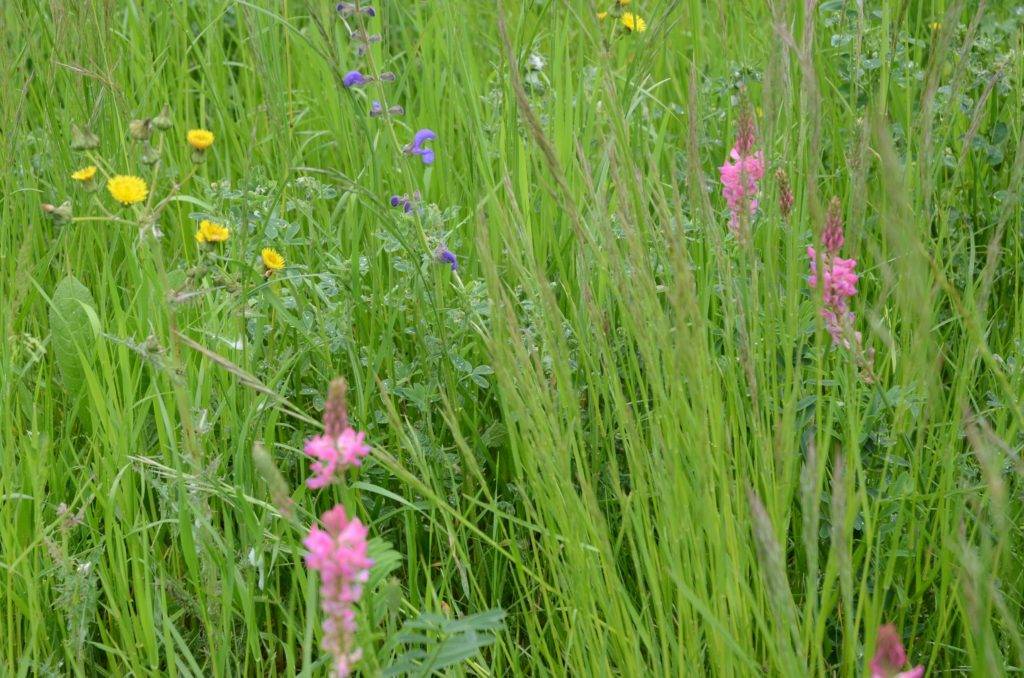 Prairie à flore variée - image extraite du dictionnaire d'agroécologie