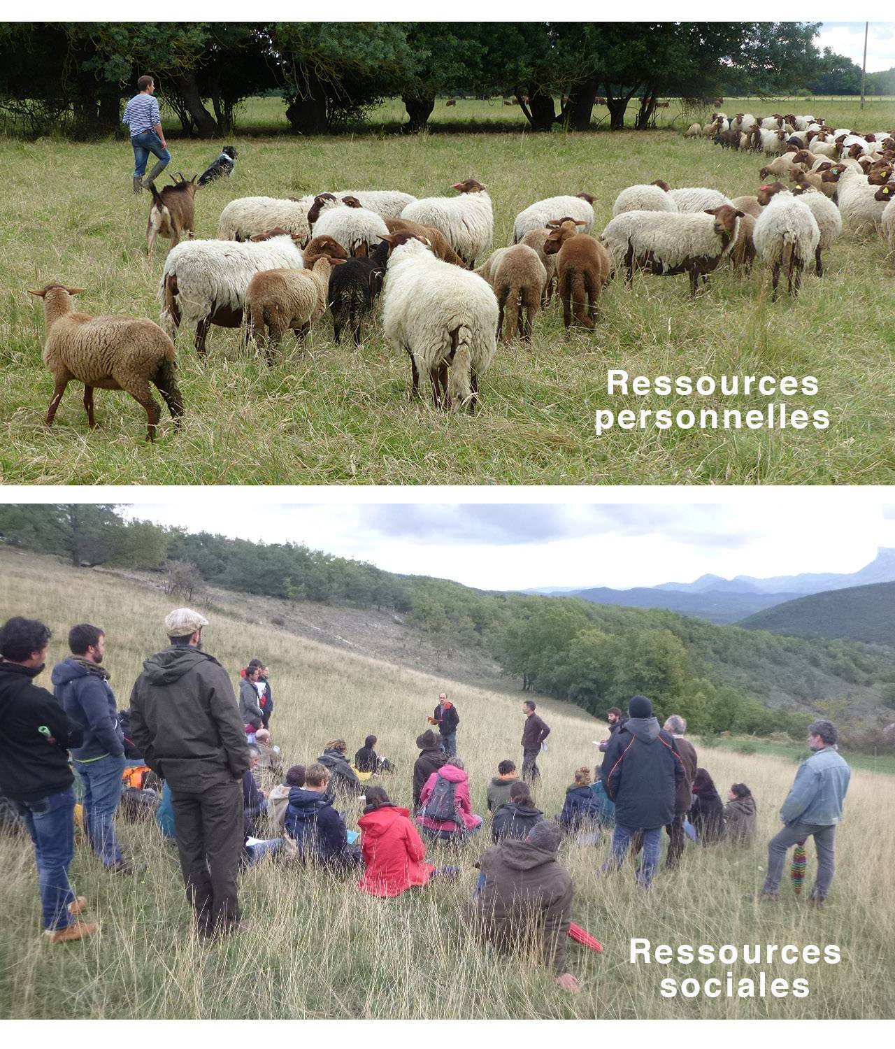 Ressources Personnelles et sociales pour la transition agroécologique