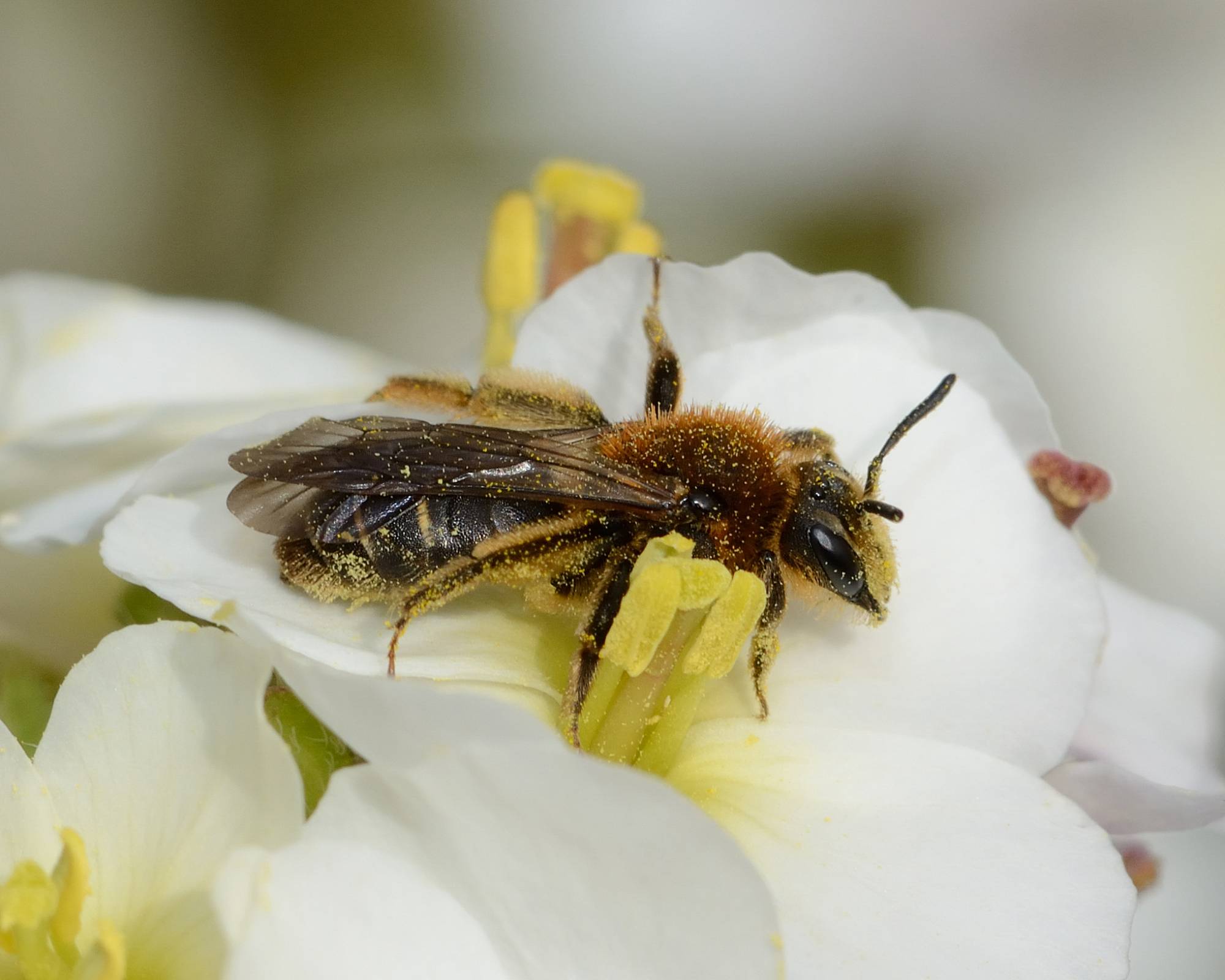 Abeille sauvage et pollen