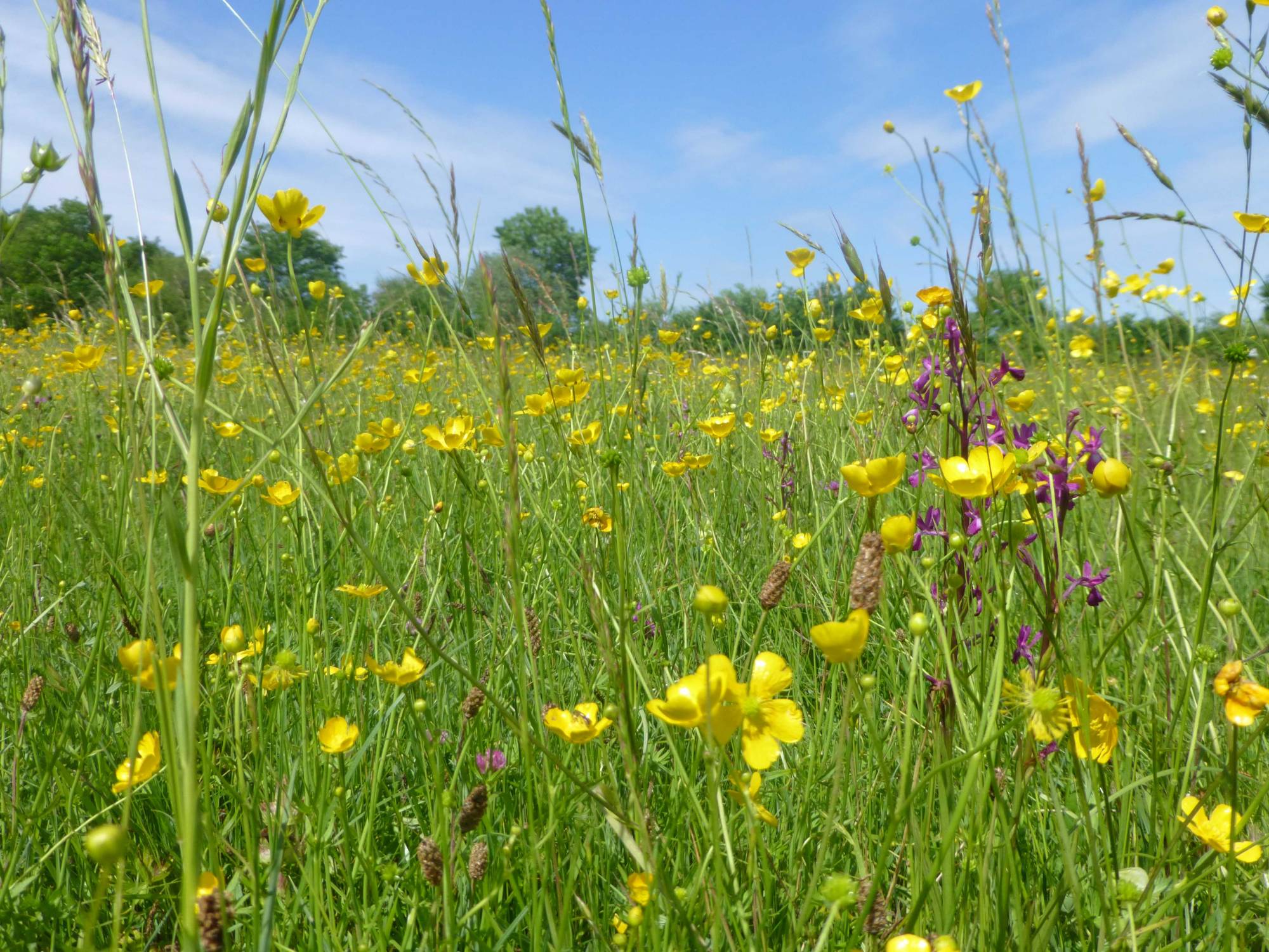 Une prairie permanente humide de la vallée de la Nère