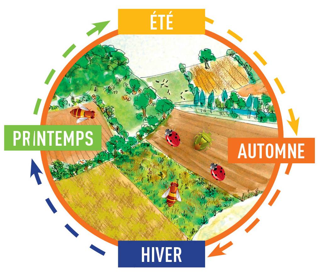 Cycle annuel ravageurs et auxiliaires