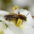 Abeille sauvage et pollen