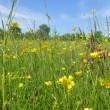 Une prairie permanente humide de la vallée de la Nère