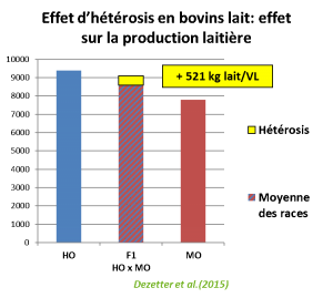 Illustration Effet Heterosis en Production laitière