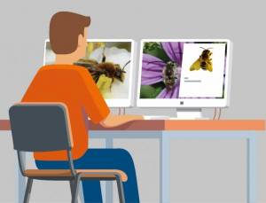 Protocole Relevés pollinisateurs 4ème étape - Modélisation