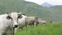 Autonomie alimentaire élevage bovin