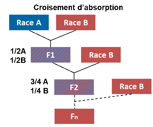 Schéma croisement d'absorption