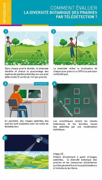 Fiche Comment évaluer la diversité botanique des prairies