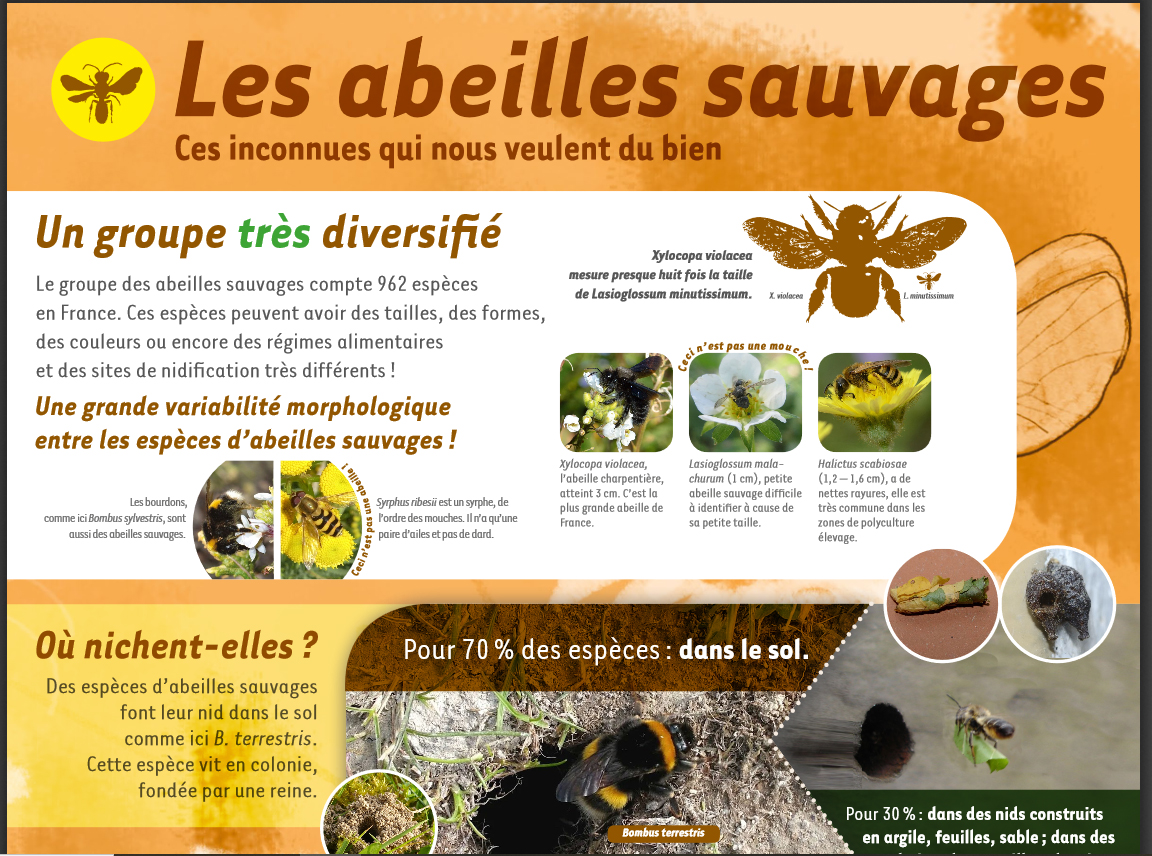 Poster Abeilles Sauvages 