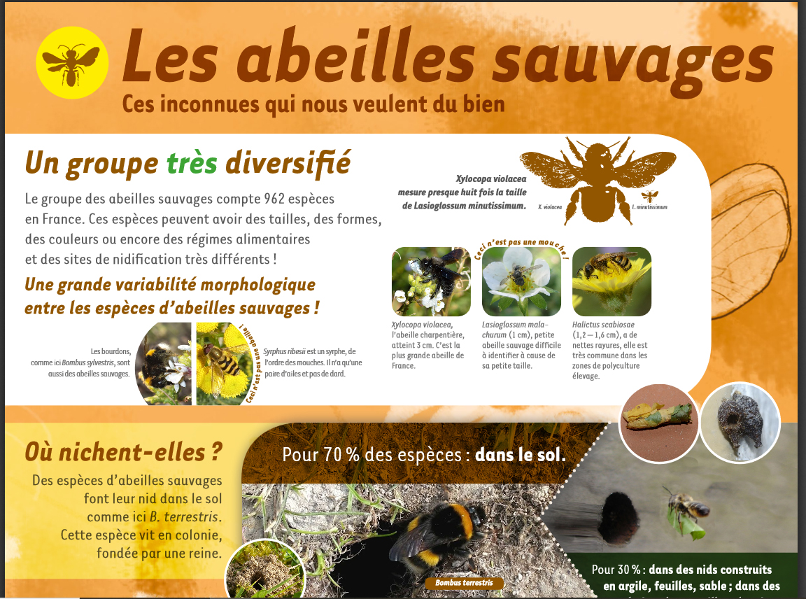 Découvrir les abeilles sauvages